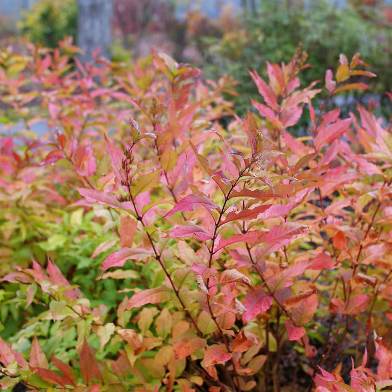 Kodiak Fresh® (Diervilla hybrid)