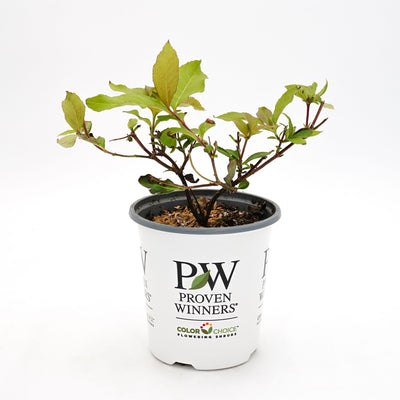 Kodiak Fresh® (Diervilla hybrid)