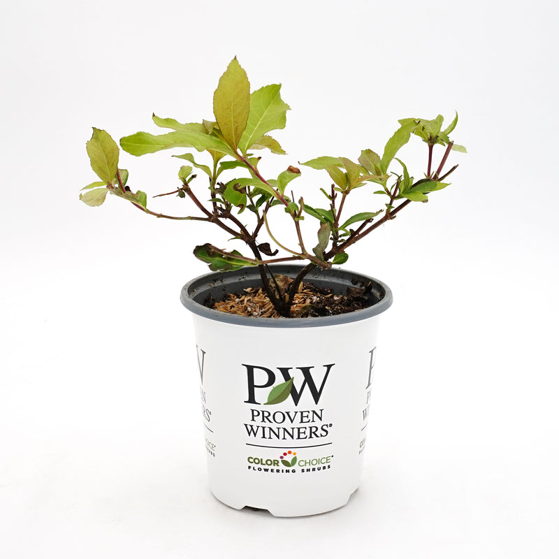 Kodiak Fresh® (Diervilla hybrid)