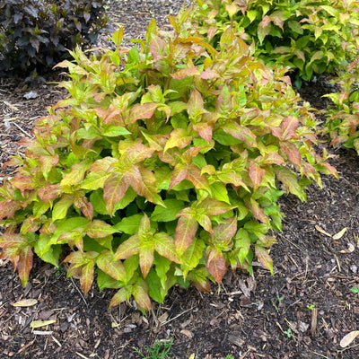 Kodiak Fresh® (Diervilla hybrid)