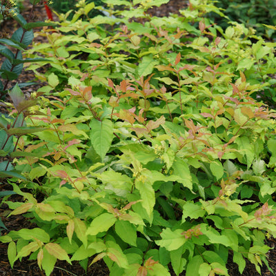 Kodiak Fresh® (Diervilla hybrid)