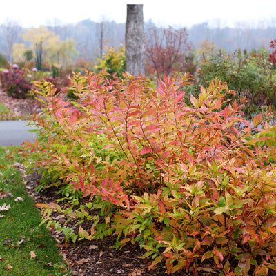 Kodiak Fresh® (Diervilla hybrid)