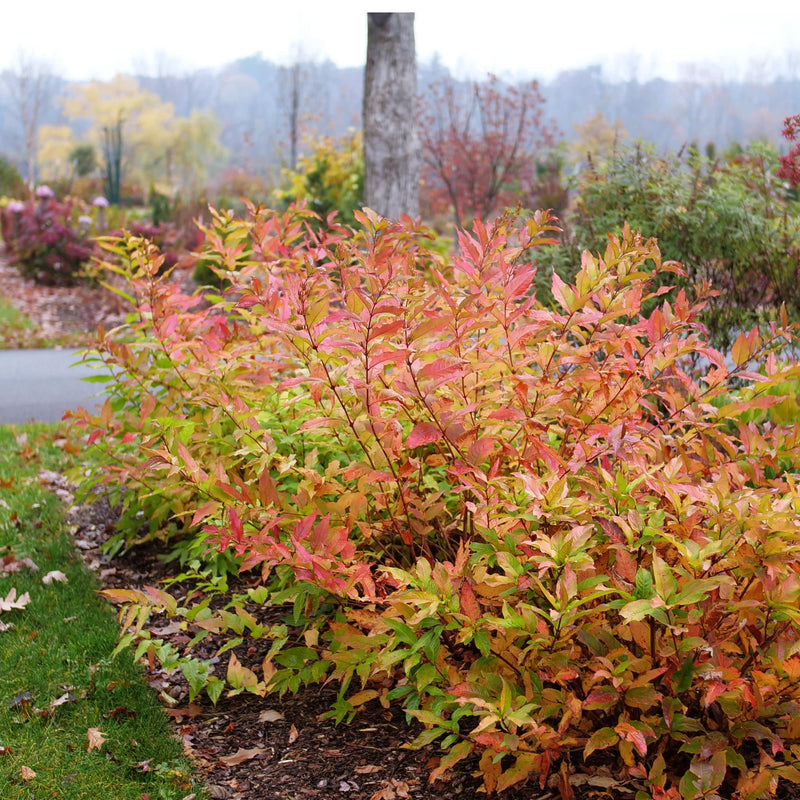 Kodiak Fresh® (Diervilla hybrid)