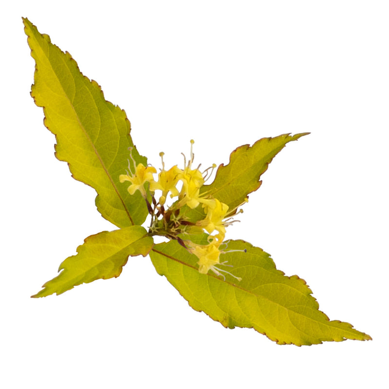 Kodiak Fresh® (Diervilla hybrid)