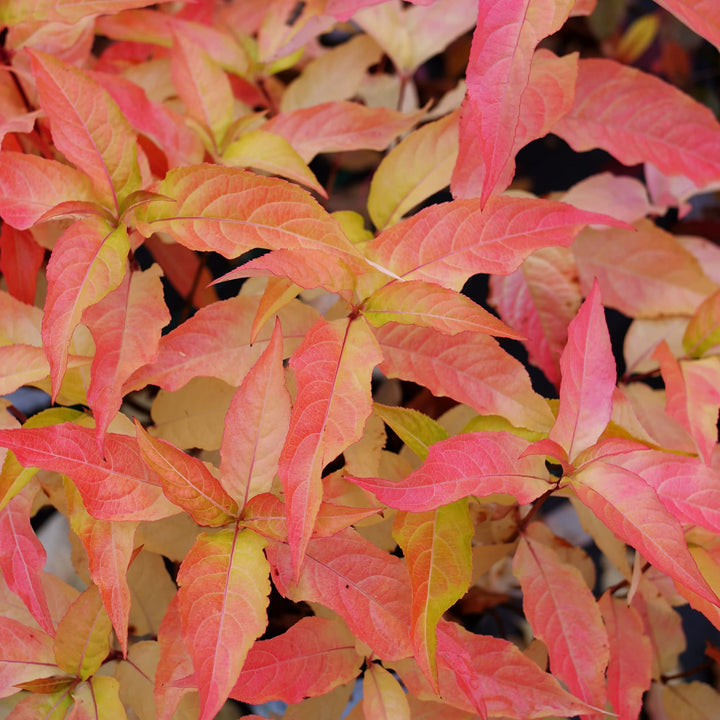 Kodiak® Orange (Diervilla hybrid)