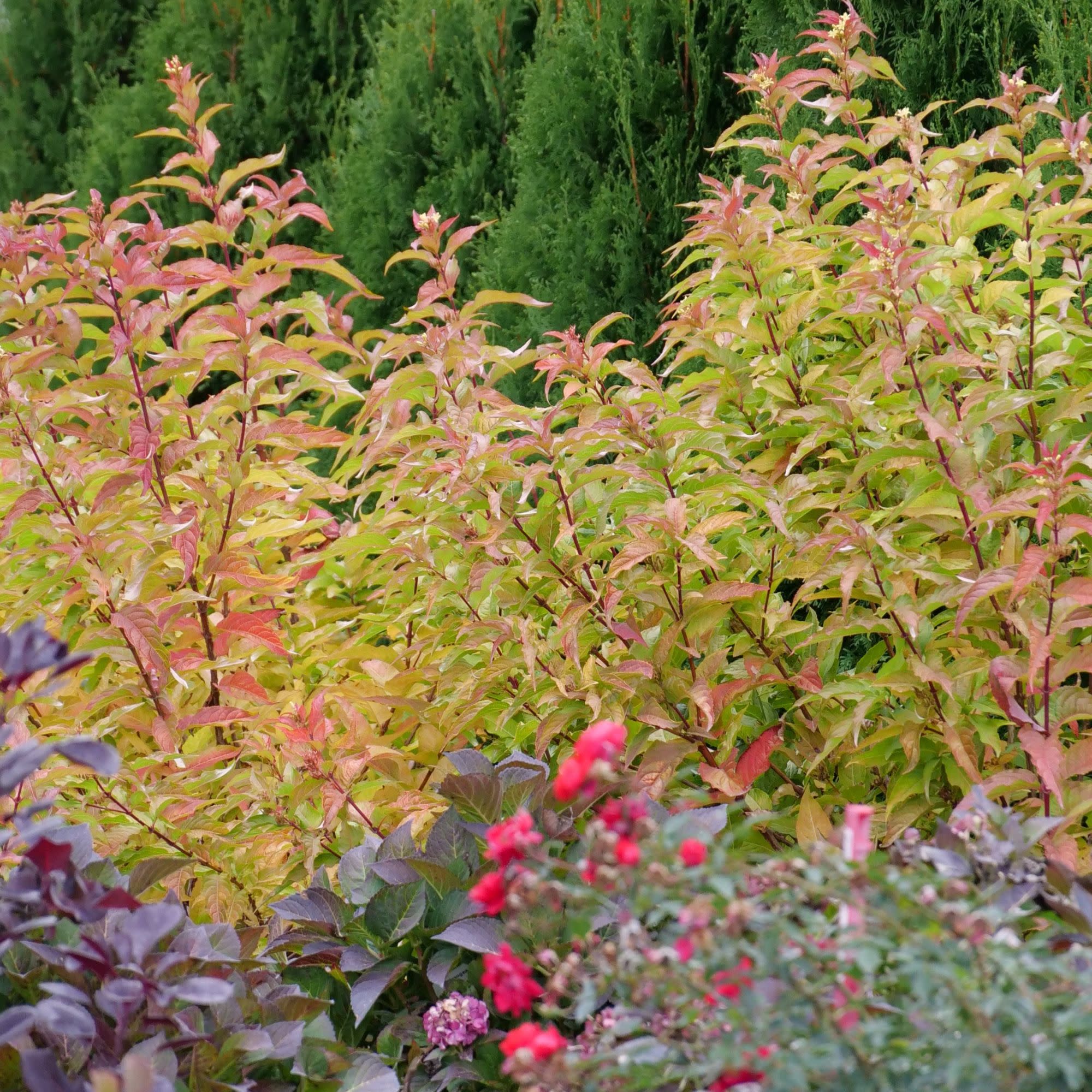 Diervilla | Kodiak® Orange | Proven Winners® Shrubs – Proven