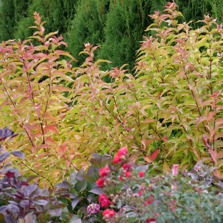 Diervilla | Kodiak® Orange | Proven Winners® Shrubs – Proven