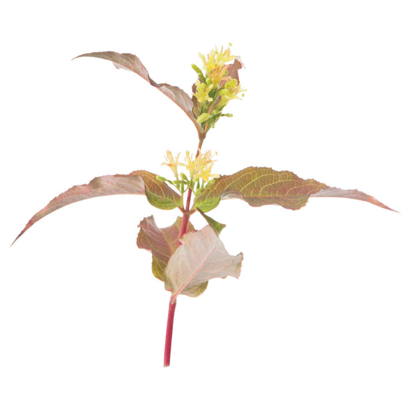Diervilla | Kodiak® Orange | Proven Winners® Shrubs – Proven Winners ...