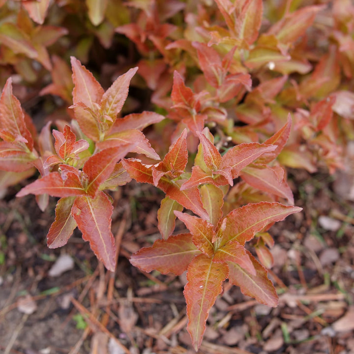 Kodiak® Red 2.0 (Diervilla × splendens)