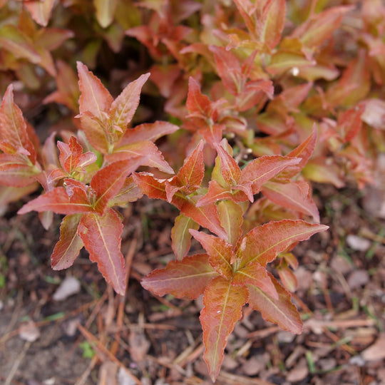 Kodiak® Red 2.0 (Diervilla × splendens)