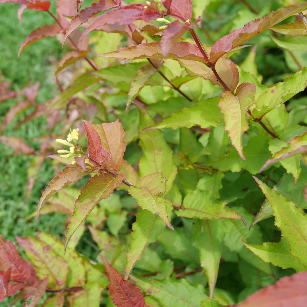 Kodiak® Red 2.0 (Diervilla × splendens)