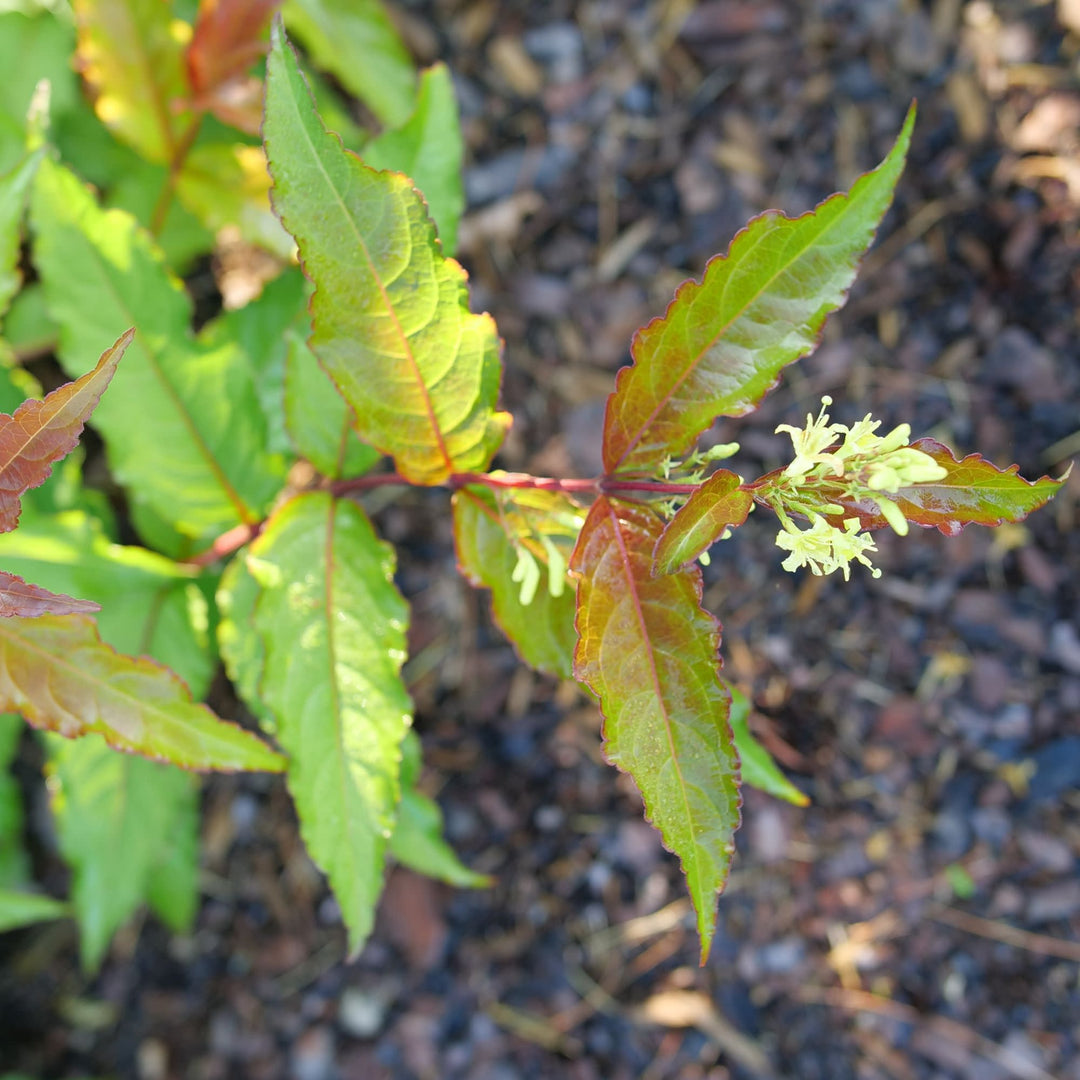 Kodiak® Red 2.0 (Diervilla × splendens)