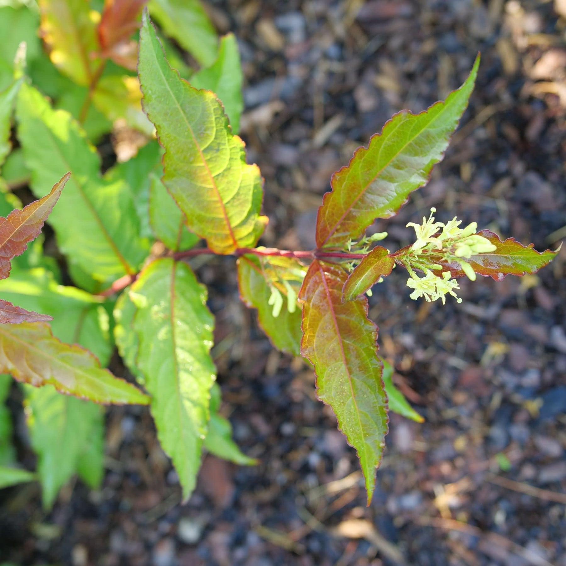 Diervilla | Kodiak® Red 2.0 | Proven Winners® Shrubs – Proven Winners ...