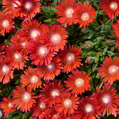 Kaleidoscope™ 'Dancing Embers' Hardy Ice Plant (Delosperma hybrid) - Proven Winners® New Variety 2025!