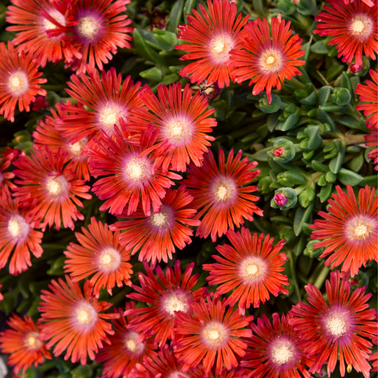 Kaleidoscope™ 'Dancing Embers' Hardy Ice Plant (Delosperma hybrid)