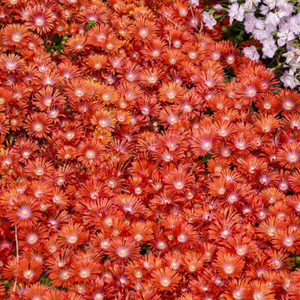Hardy Ice Plant | Kaleidoscope™ 'Dancing Embers' | Proven Winners