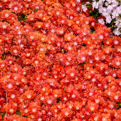 Kaleidoscope™ 'Dancing Embers' Hardy Ice Plant (Delosperma hybrid) | Proven Winners® New Variety 2025