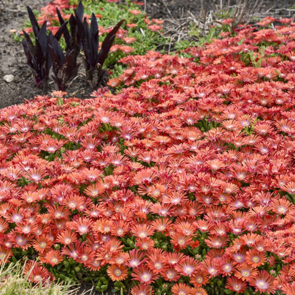 Hardy Ice Plant | Kaleidoscope™ 'Dancing Embers' | Proven Winners