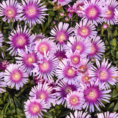 Kaleidoscope™ 'Pink Radiance' Hardy Ice Plant (Delosperma hybrid) | Proven Winners® New Variety 2025