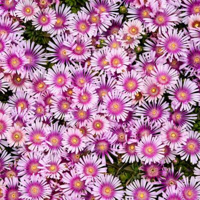 Kaleidoscope™ 'Pink Radiance' Hardy Ice Plant (Delosperma hybrid) | Proven Winners® New Variety 2025