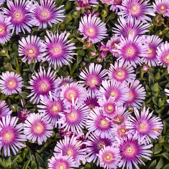 Kaleidoscope™ 'Pink Radiance' Hardy Ice Plant (Delosperma hybrid)