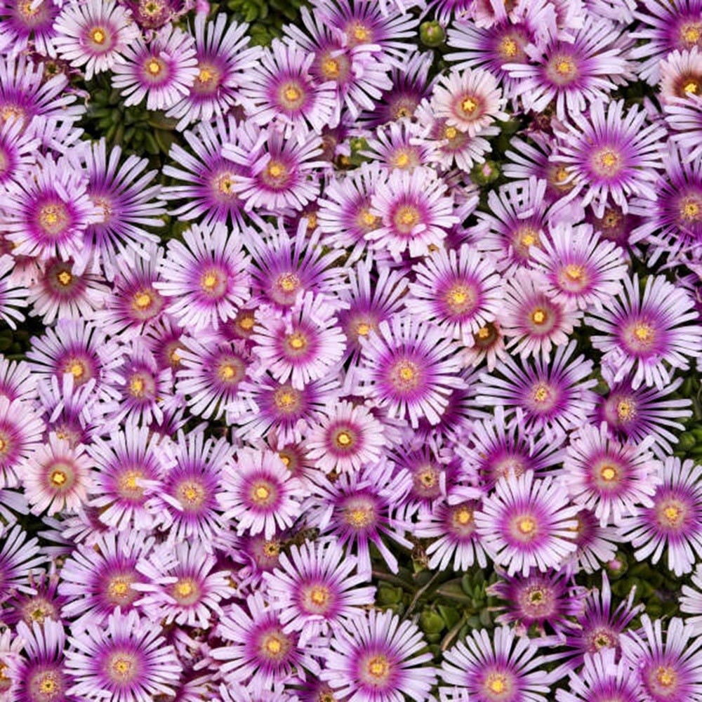 Kaleidoscope™ &