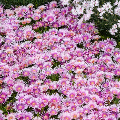 Kaleidoscope™ 'Pink Radiance' Hardy Ice Plant (Delosperma hybrid) - Proven Winners® New Variety 2025!