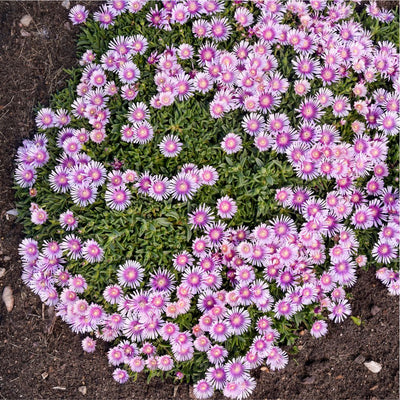 Kaleidoscope™ 'Pink Radiance' Hardy Ice Plant (Delosperma hybrid) - Proven Winners® New Variety 2025!