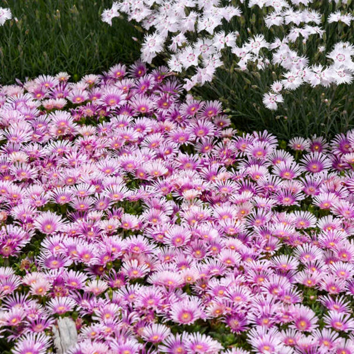 Hardy Ice Plant | Kaleidoscope™ 'Pink Radiance' | Proven Winners