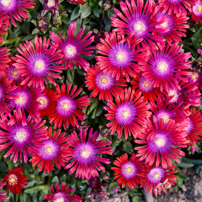 Kaleidoscope™ 'Razzle Dazzle' Hardy Ice Plant (Delosperma hybrid) - Proven Winners® New Variety 2025!