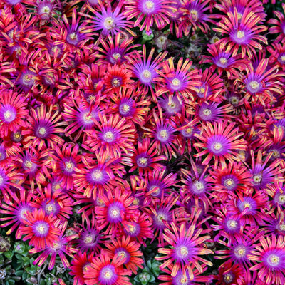 Kaleidoscope™ 'Razzle Dazzle' Hardy Ice Plant (Delosperma hybrid) - Proven Winners® New Variety 2025!