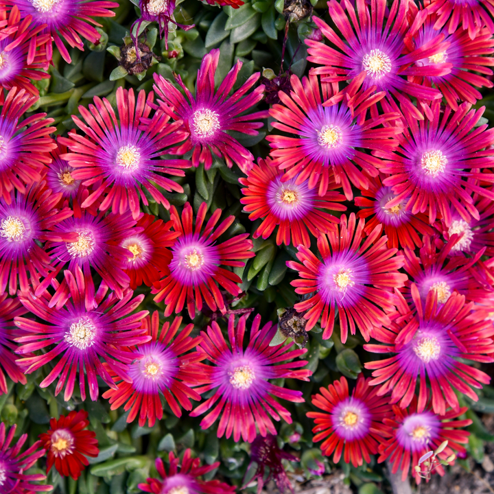 Kaleidoscope™ &