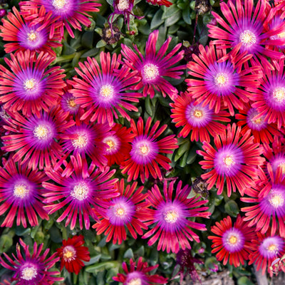 Kaleidoscope™ 'Razzle Dazzle' Hardy Ice Plant (Delosperma hybrid)