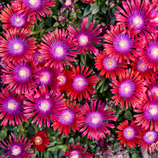 Kaleidoscope™ 'Razzle Dazzle' Hardy Ice Plant (Delosperma hybrid)