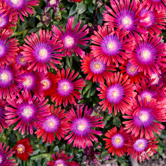 Kaleidoscope™ 'Razzle Dazzle' Hardy Ice Plant (Delosperma hybrid)