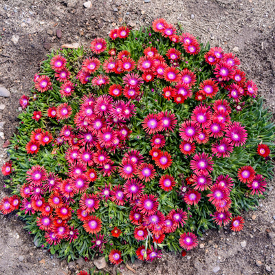 Kaleidoscope™ 'Razzle Dazzle' Hardy Ice Plant (Delosperma hybrid)