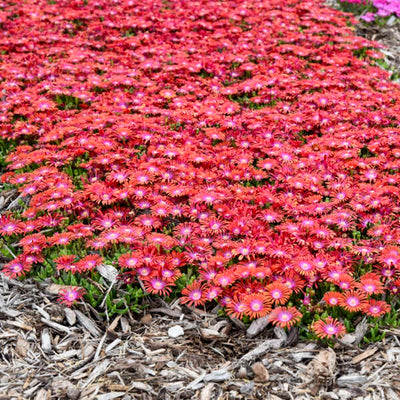 Kaleidoscope™ 'Razzle Dazzle' Hardy Ice Plant (Delosperma hybrid)