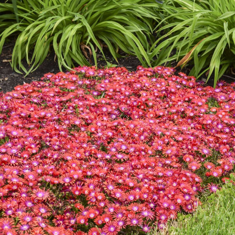 Hardy Ice Plant | Kaleidoscope™ 'Razzle Dazzle'