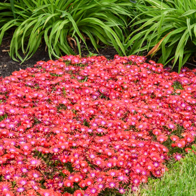 Kaleidoscope™ 'Razzle Dazzle' Hardy Ice Plant (Delosperma hybrid)