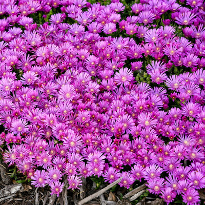 Kaleidoscope™ 'Orchid Flash' Hardy Ice Plant (Delosperma hybrid) - Proven Winners® New Variety 2025!