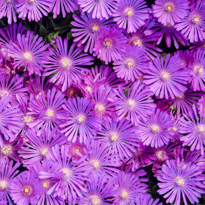 Kaleidoscope™ 'Orchid Flash' Hardy Ice Plant (Delosperma hybrid) | Proven Winners® New Variety 2025