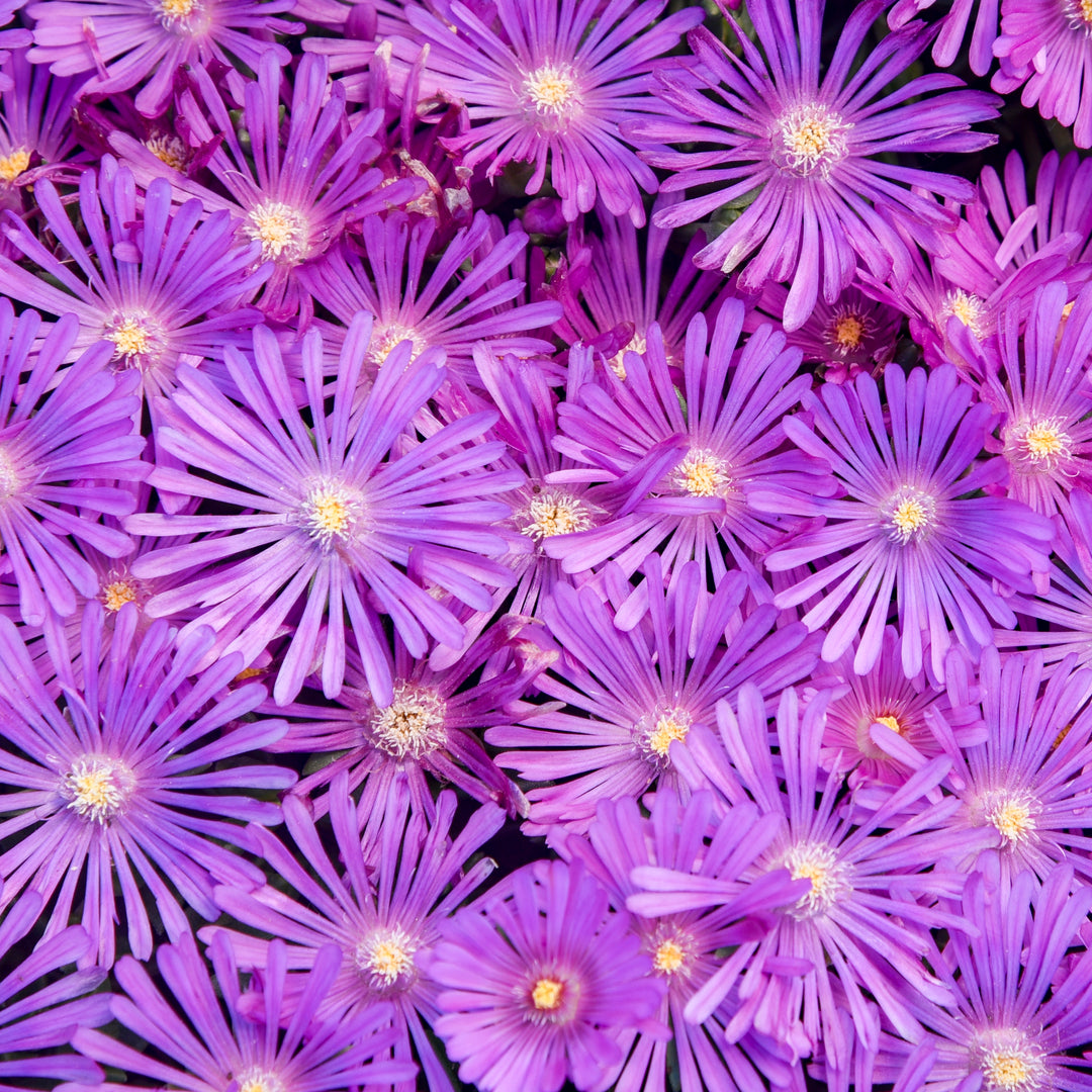 Hardy Ice Plant | Kaleidoscope™ 'Orchid Flash' | Proven Winners