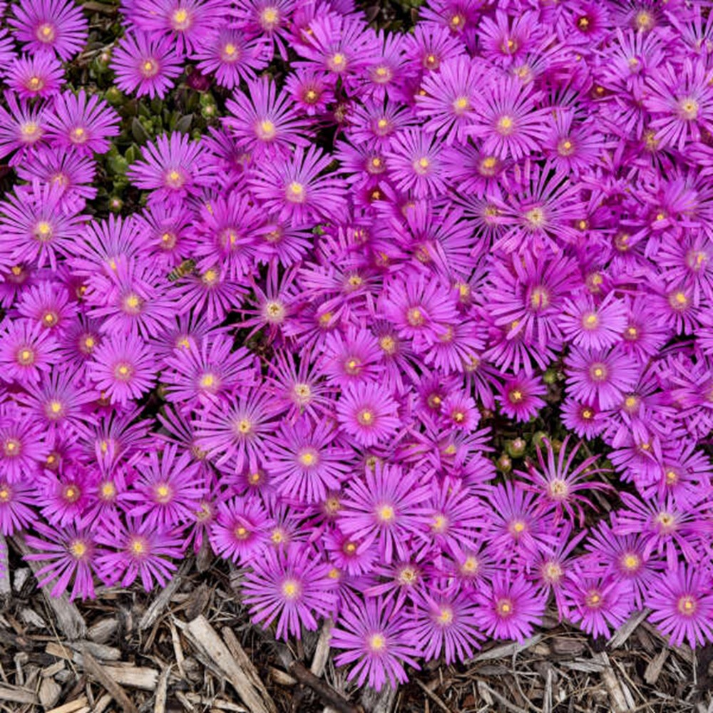 Hardy Ice Plant | Kaleidoscope™ 'Orchid Flash' | Proven Winners