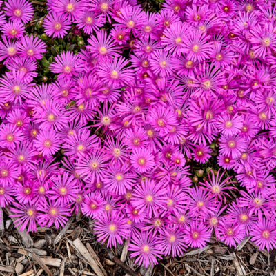 Kaleidoscope™ 'Orchid Flash' Hardy Ice Plant (Delosperma hybrid)