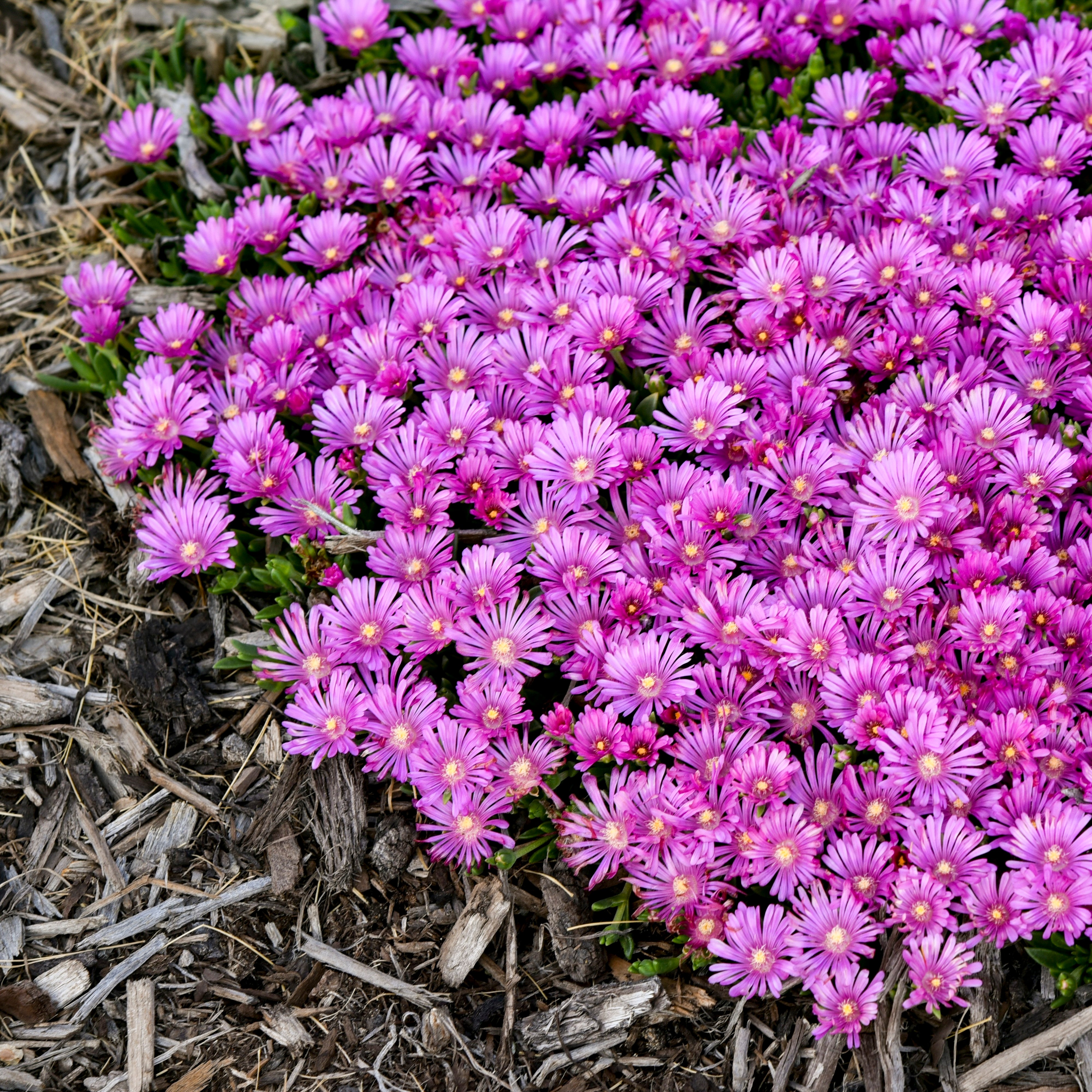 Hardy Ice Plant | Kaleidoscope™ 'Orchid Flash' | Proven Winners