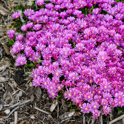 Kaleidoscope™ 'Orchid Flash' Hardy Ice Plant (Delosperma hybrid)