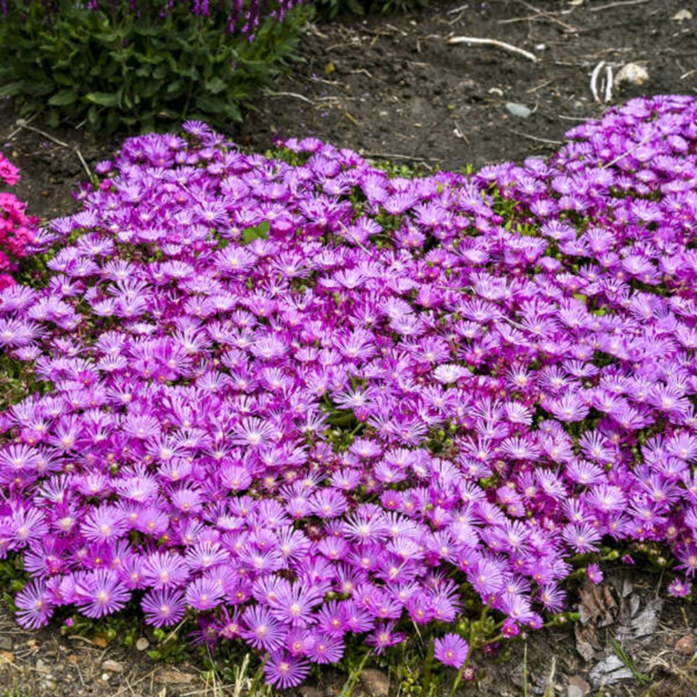 Hardy Ice Plant | Kaleidoscope™ 'Orchid Flash' | Proven Winners