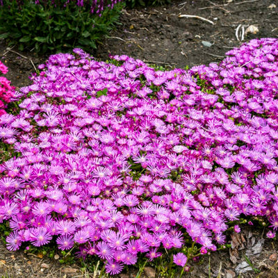 Kaleidoscope™ 'Orchid Flash' Hardy Ice Plant (Delosperma hybrid)