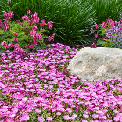 Kaleidoscope™ 'Orchid Flash' Hardy Ice Plant (Delosperma hybrid)