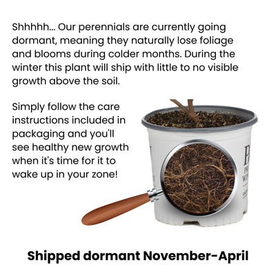 Infographic explaining and showing dormancy in perennials.